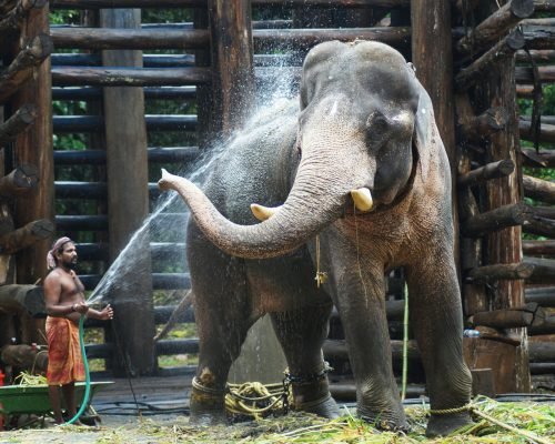 Bathe Elephants, Kodanad​