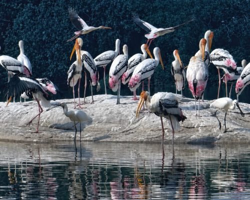 Bird watching at Kumarakom