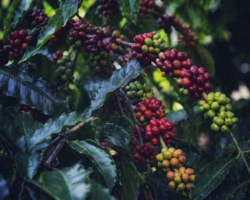 Coffee Plantation