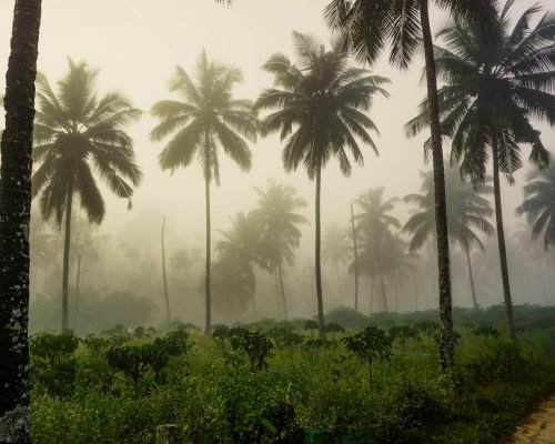 Kerala Monsoon