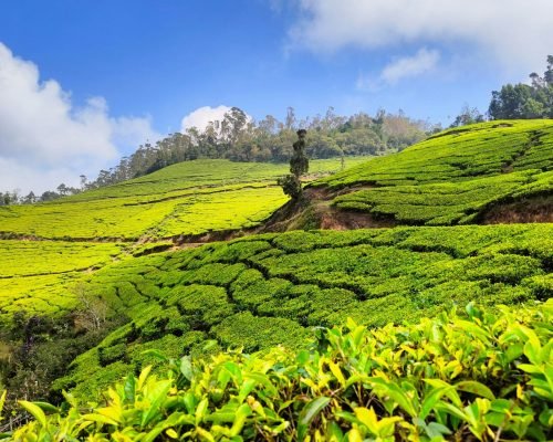Kerala Tea Garden