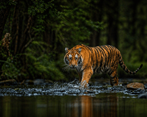 Periyar national park