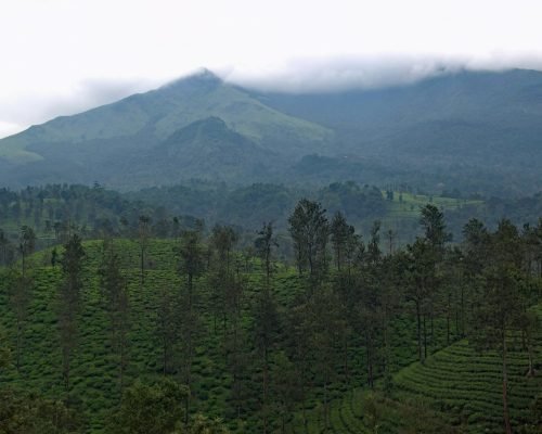 Wayanad, Kerala, India